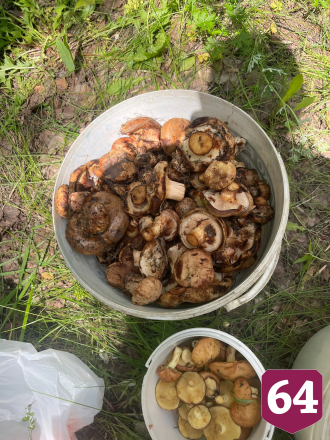 Саратовцы собирают грибы ящиками и ведрами