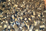 Саратовцы собирают сморчки-гиганты тазиками