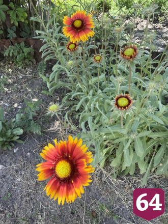 Саратовский министр перечислила дачные радости на Волге